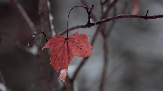 red autumn leaves