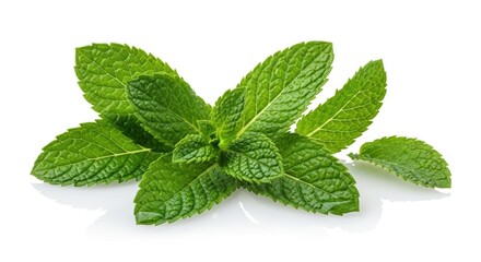 Fresh Mint Leaves with Water Droplets on White Background, Green, Herb, Plant