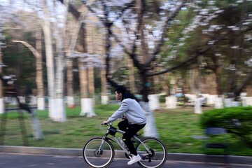 Fototapeta premium Cycling Through Cherry Blossom Campus in Spring