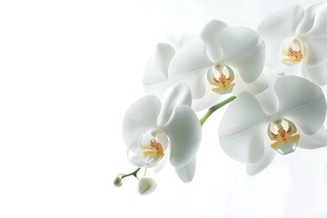 Obraz premium White orchid blooms with delicate petals and developing buds on a stem, symbolizing peace, purity, and beauty
