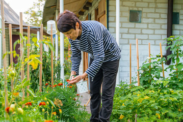 Woman picking calendula and marigold flowers for tea