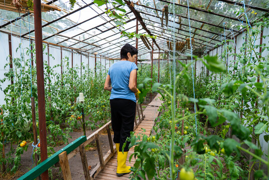 Middle-aged gardener tending to tomatoes in greenhouse