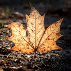 Close-up of a backlit maple leaf on the ground, showcasing textures and details