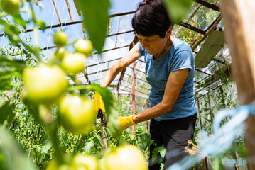 Woman tending tomato plants in greenhouse garden