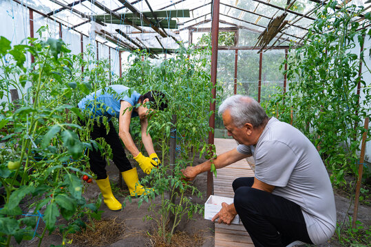Middle age gardeners tending tomato plants in greenhouse