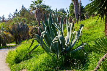 American aloe, Century Plant.(Agave americana L.)
