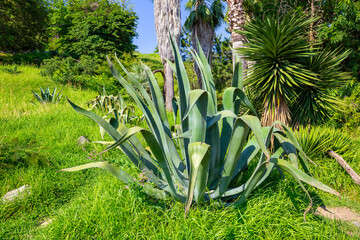 American aloe, Century Plant.(Agave americana L.) in the park