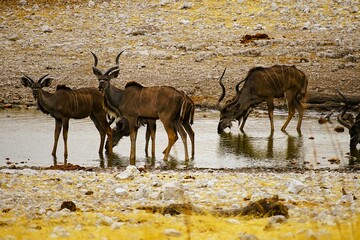 Group of Greater Kudus with characteristic white stripes on their brown fur drinking at a waterhole in Etosha National Park in Namibia during the dry season. Tragelaphus strepsiceros.