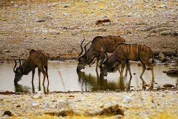 Group of Greater Kudus with characteristic white stripes on their brown fur drinking at a waterhole in Etosha National Park in Namibia during the dry season. Tragelaphus strepsiceros.