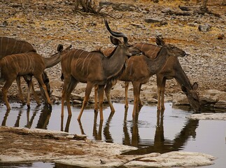 Group of Greater Kudus with characteristic white stripes on their brown fur drinking at a waterhole in Etosha National Park in Namibia during the dry season. Tragelaphus strepsiceros.