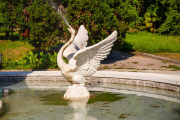Sochi, Russia - July 04, 2020: Skazka Fountain swan close up in the Sochi Arboretum park of unique subtropical flora and fauna in Sochi resort city in Krasnodar Krai, Russia