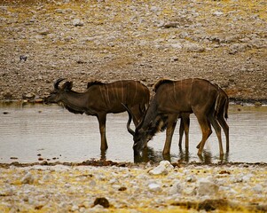 Group of Greater Kudus with characteristic white stripes on their brown fur drinking at a waterhole in Etosha National Park in Namibia during the dry season. Tragelaphus strepsiceros.