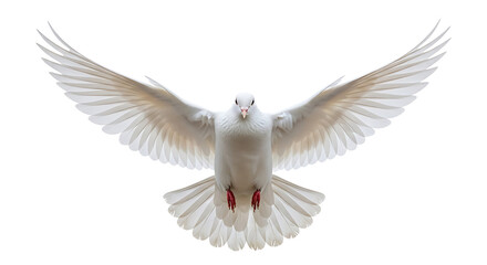 Obraz premium white dove flying