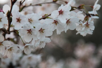 春の日差しを浴びて輝く満開の桜