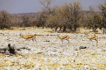 Photograph of three springboks on the stony ground of the savannah during the dry season.  Etosha National Park in Namibia, Africa. Antidorcas.