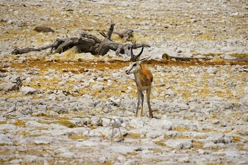 Photograph of a springbok on the stony ground of the savannah during the dry season. Etosha National Park in Namibia, Africa. Antidorcas.