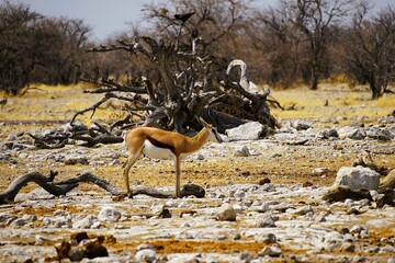 Photograph of a springbok on the stony ground of the savannah during the dry season. Etosha National Park in Namibia, Africa. Antidorcas.