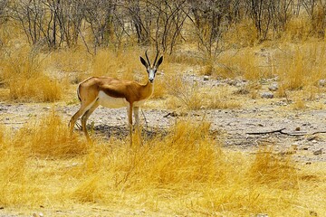 A single springbok with curved horns in the dry savannah of Africa, surrounded by yellow grass during the dry season. Etosha National Park in Namibia, Africa. Antidorcas.