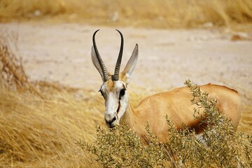 A single springbok with curved horns in the dry savannah of Africa, surrounded by yellow grass during the dry season. Etosha National Park in Namibia, Africa. Antidorcas.