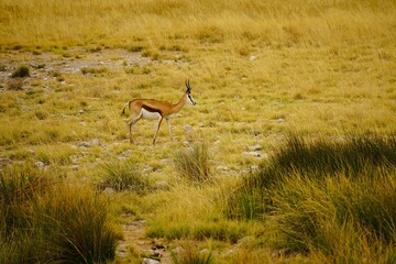 Springboks with curved horns in the dry savannah of Africa surrounded by yellow grass during the dry season. Etosha National Park in Namibia, Africa. Antidorcas.