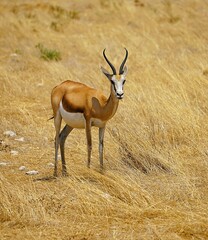 A single springbok with curved horns in the dry savannah of Africa, surrounded by yellow grass during the dry season. Etosha National Park in Namibia, Africa. Antidorcas.