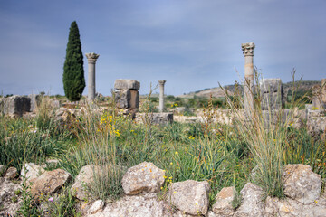 Ancient ruins with tall grass and wildflowers, featuring stone columns and a cypress tree, set against a clear blue sky, evoking a sense of history and nature's reclamation