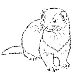 Whimsical Line Art Illustration of a Curious Weasel