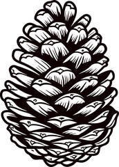 Detailed hand drawn pine cone isolated on white background classic vintage botanical illustration