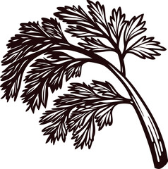 Hand drawn coriander leaf branch illustration isolated on white background, vintage botanical engraving