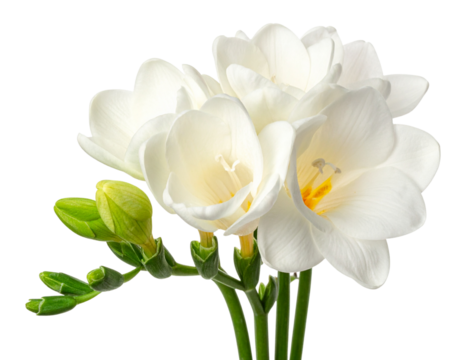  Fresh White Freesia Bloom Cluster, isolated on a transparent background.
