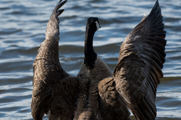 Canada Geese flapping their wings at a local park