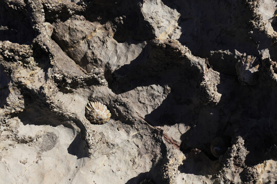 Rocky texture of shell fossils on Asturian coast