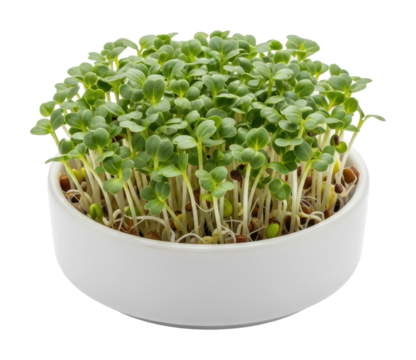 Growing microgreens indoors home plant bright space isolated on transparent background - Powered by Adobe