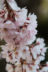 雨に濡れた桜