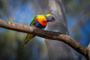 Perched on a branch, the rainbow lorikeet surveys its surroundings.
