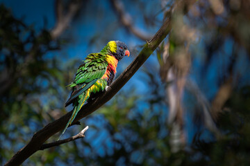 Rainbow lorikeet perches on a branch amid lush green forest.