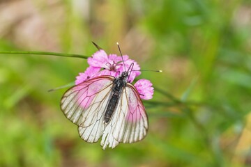 A black-veined white butterfly sits on a wioletc 
flower. Aporia crataegi.m Wildlife scene with a white butterfly