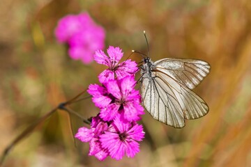 A black-veined white butterfly sits on a VIOLET flower. Aporia crataegi.m Wildlife scene with a white butterfly