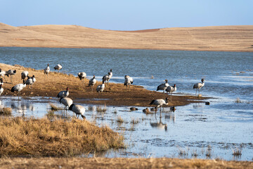 Obraz premium Black-necked Cranes in Winter at Dashanbao Wetland, Yunnan, China