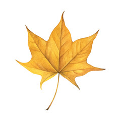 Watercolor painting of an autumn yellow maple leaf on a white background. Good for postcards, books, invitations, greeting cards, wallpaper and textiles
