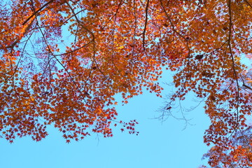 赤く色づいた紅葉と背景の透き通った青空【11月】