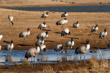 Obraz premium Black-necked Cranes in Winter at Dashanbao Wetland, Yunnan, China