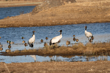 Black-necked Cranes in Winter at Dashanbao Wetland, Yunnan, China