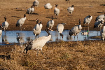 Black-necked Cranes in Winter at Dashanbao Wetland, Yunnan, China