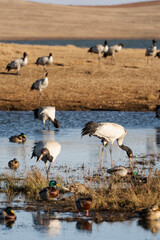 Black-necked Cranes in Winter at Dashanbao Wetland, Yunnan, China