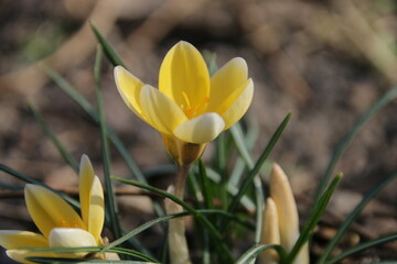 Gelber Krokus