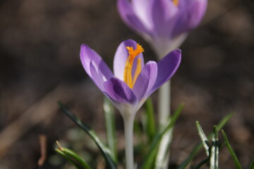 Lila Krokus