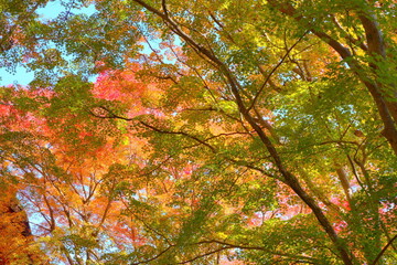 グラデーションのように紅葉していく木々の葉