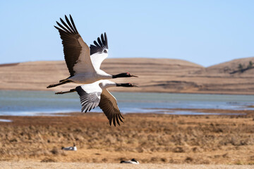 Black-necked Cranes in Winter at Dashanbao Wetland, Yunnan, China