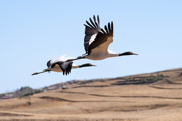 Black-necked Cranes in Winter at Dashanbao Wetland, Yunnan, China